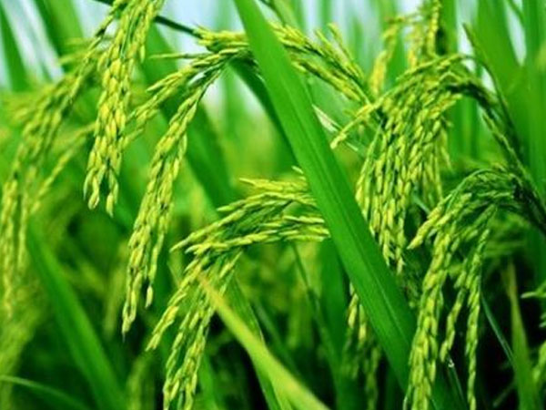 華南農(nóng)業(yè)大學(xué)水稻無(wú)人農(nóng)場(chǎng)產(chǎn)出大米，畝產(chǎn)558.6公斤