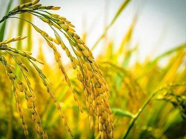 今年雨水多，對(duì)水稻的收成有影響嗎？