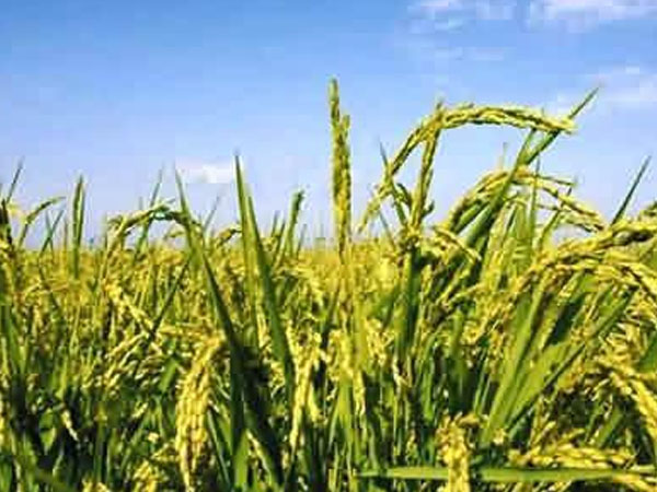 “北稻南移” 東北水稻在自貢榮縣這個(gè)村長(zhǎng)勢(shì)良好！