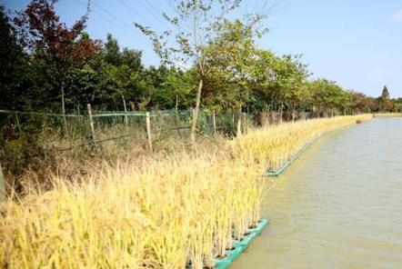 湖州泗安鎮(zhèn)把水稻種在水上 產量穩(wěn)定且能凈化養(yǎng)殖尾水