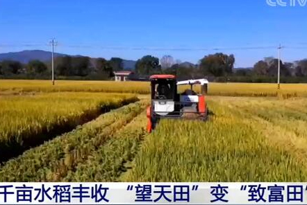 福建長?。呵М€水稻豐收 “望天田”變“致富田”